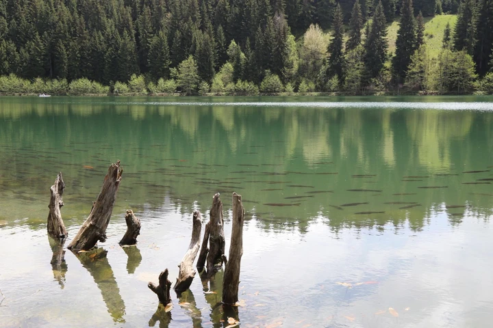 Artvin