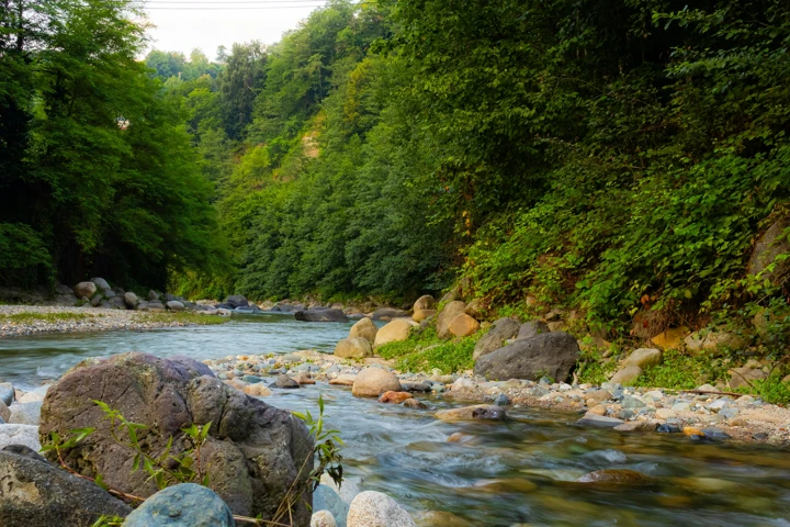Rize